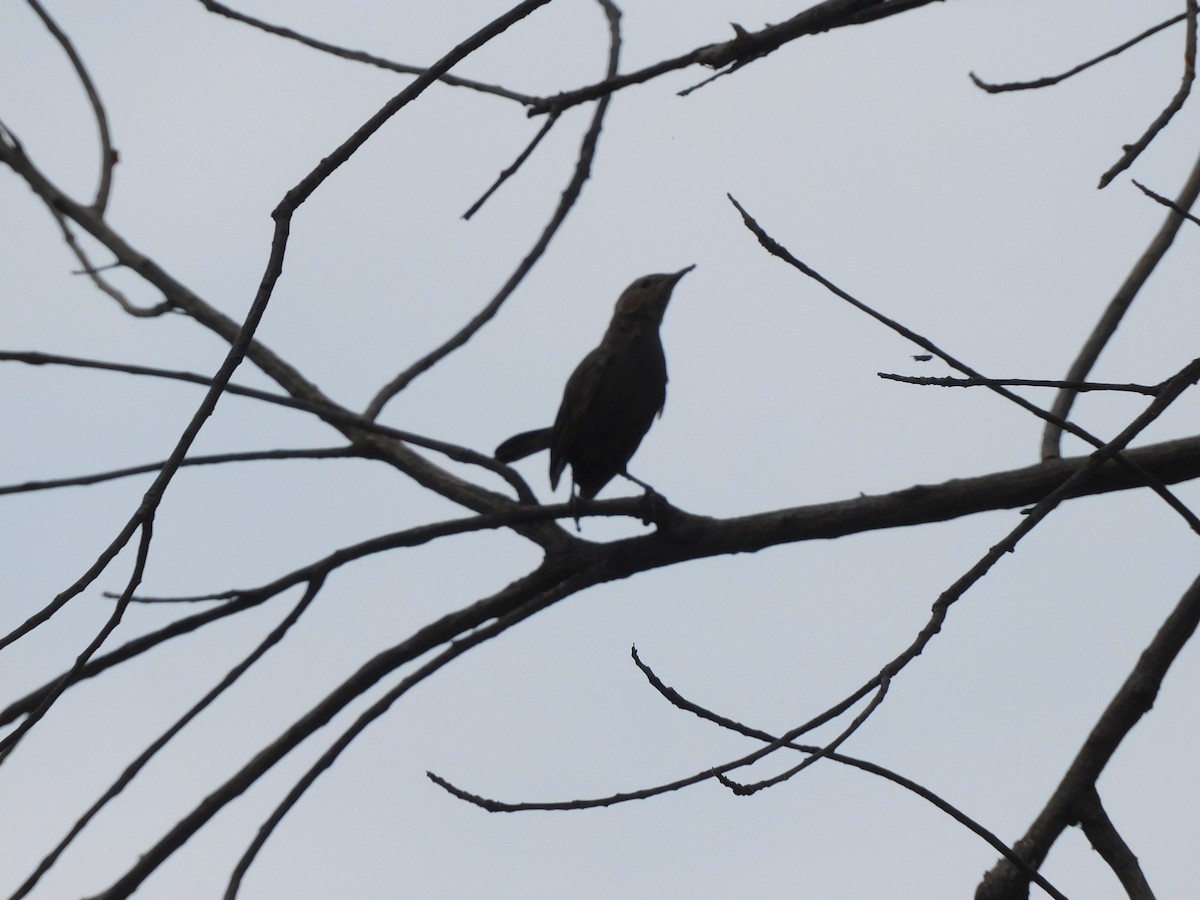 Indian Robin - ML642081548