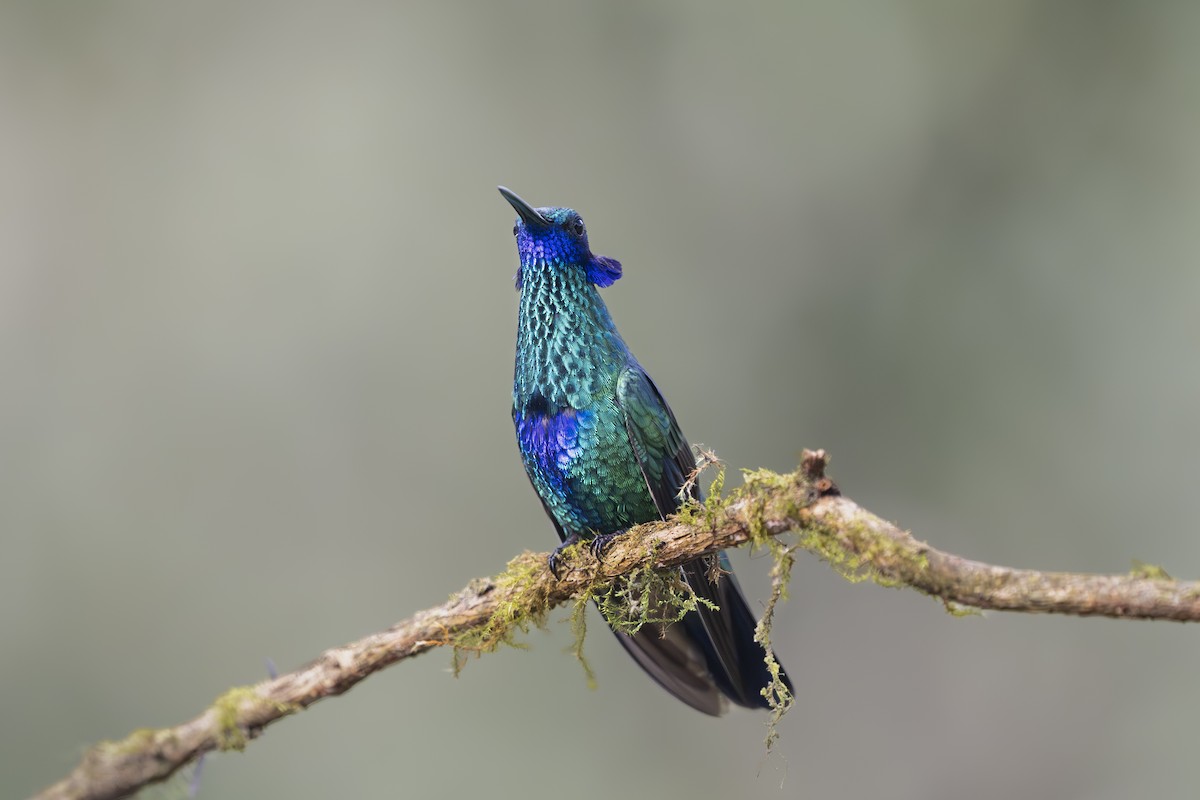 Sparkling Violetear - ML642081549
