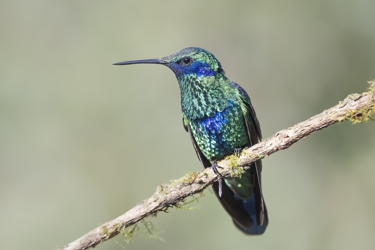 Sparkling Violetear - ML642081550