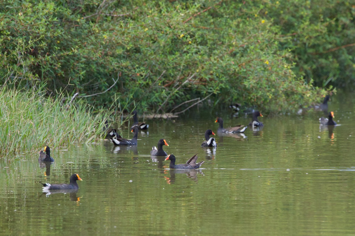 Common Gallinule - ML642081586