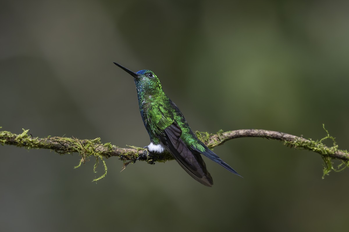 Sapphire-vented Puffleg - ML642081589