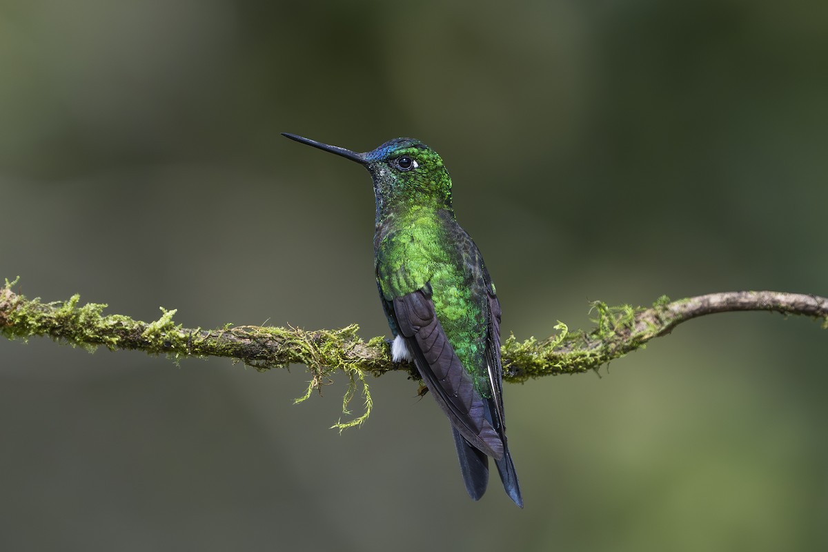 Sapphire-vented Puffleg - ML642081590