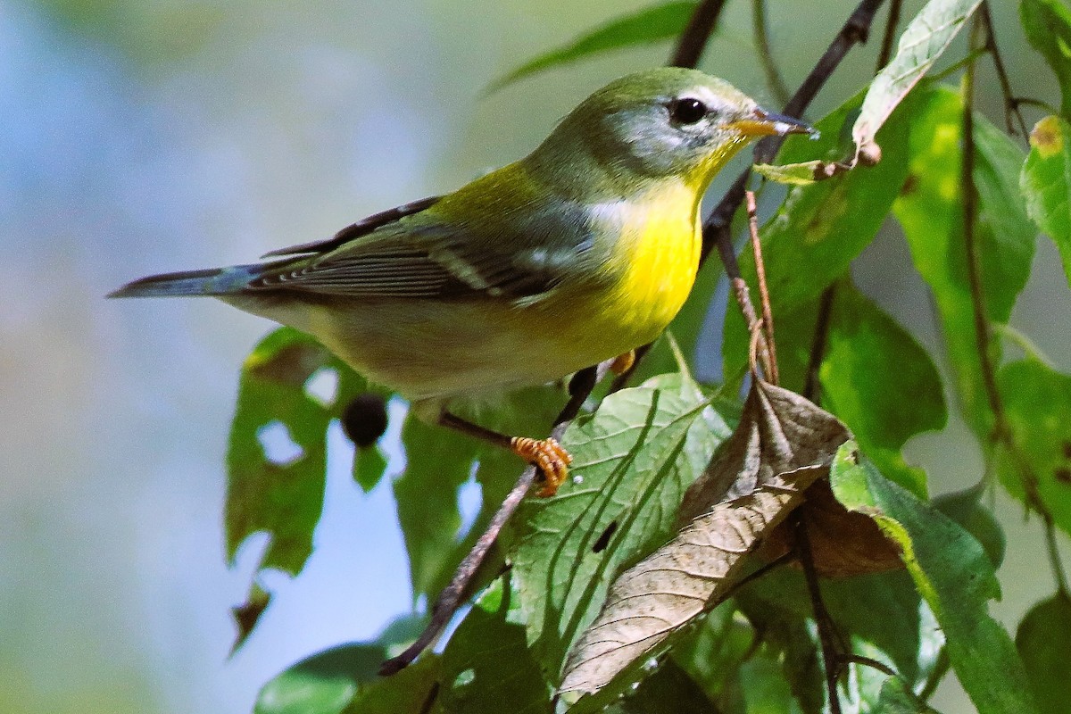 Northern Parula - ML642081598