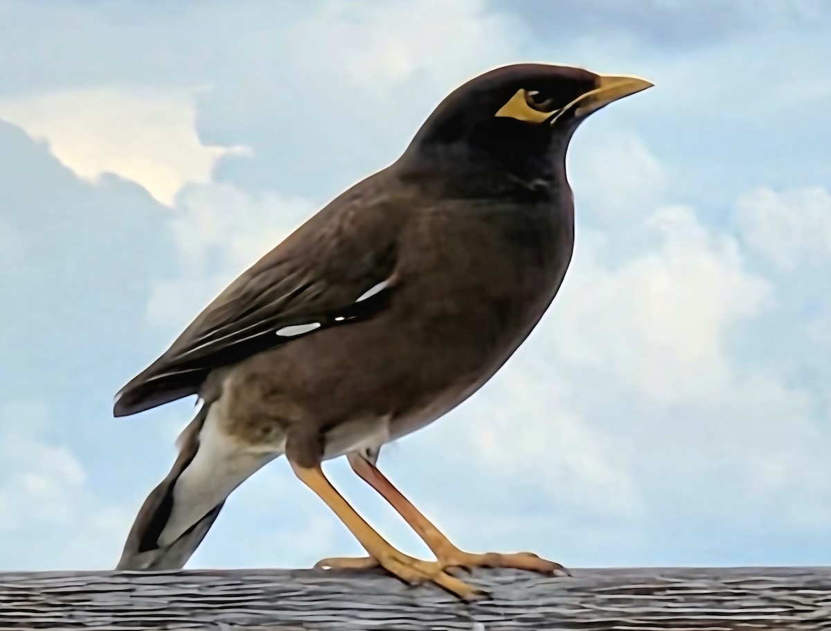 Common Myna - ML642081599