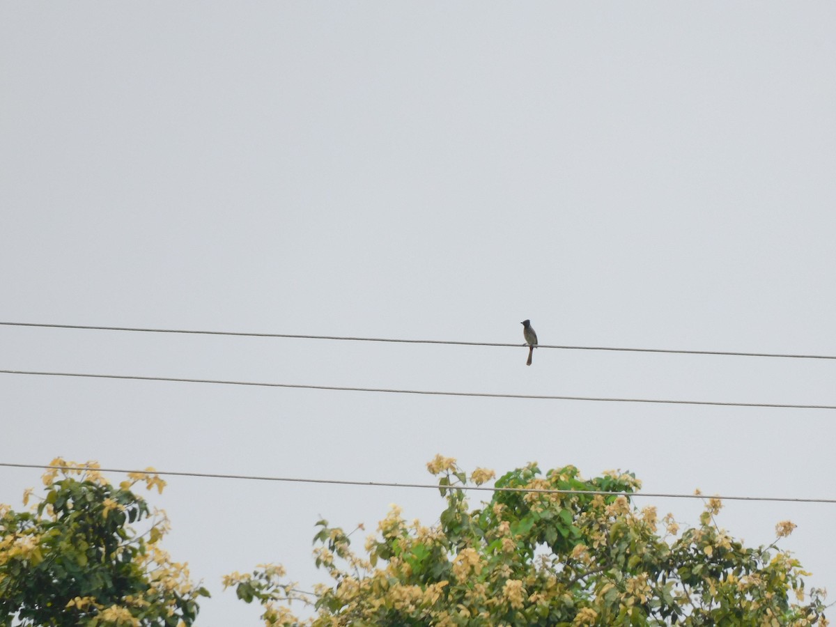 Red-vented Bulbul - ML642081609