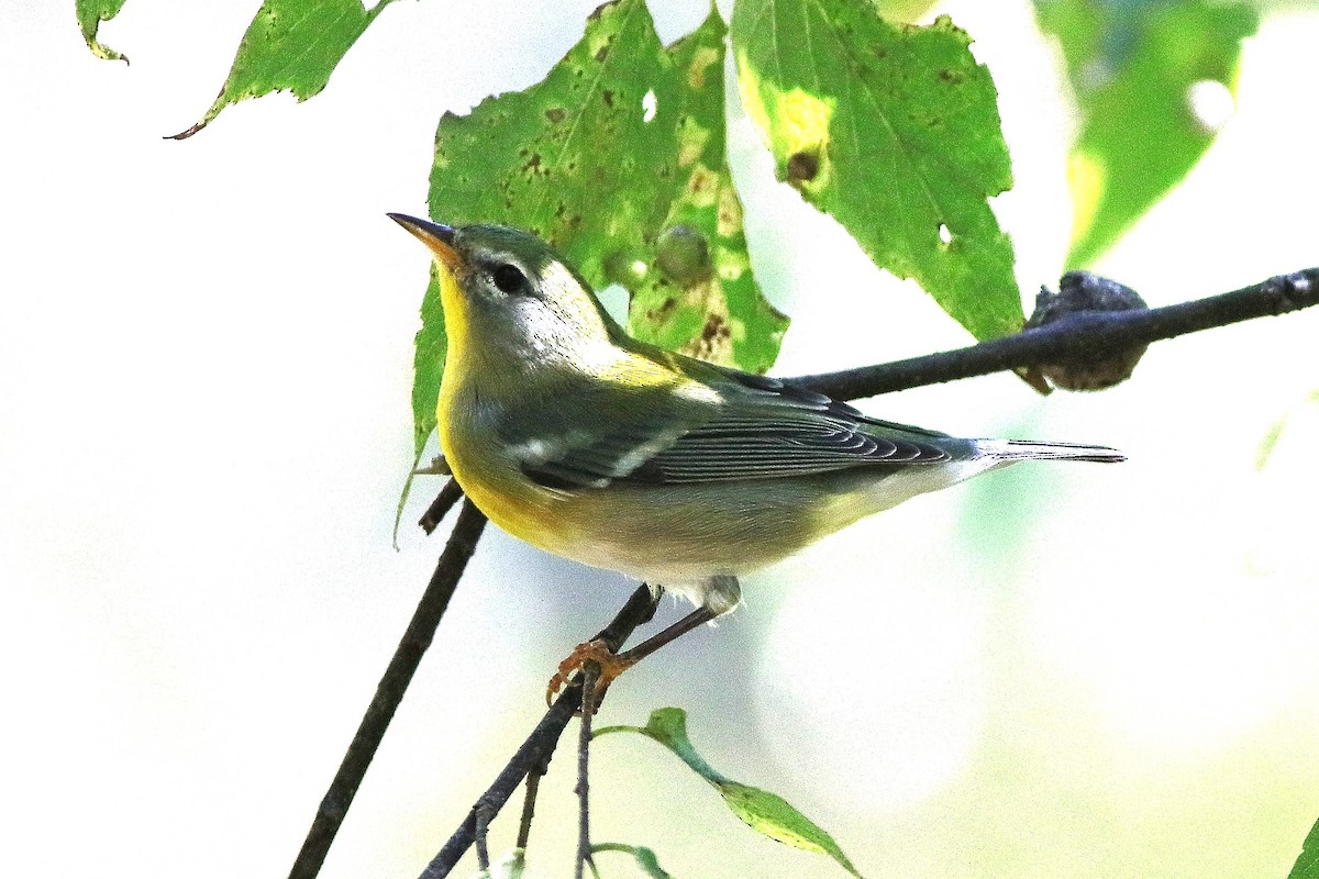 Northern Parula - ML642081619
