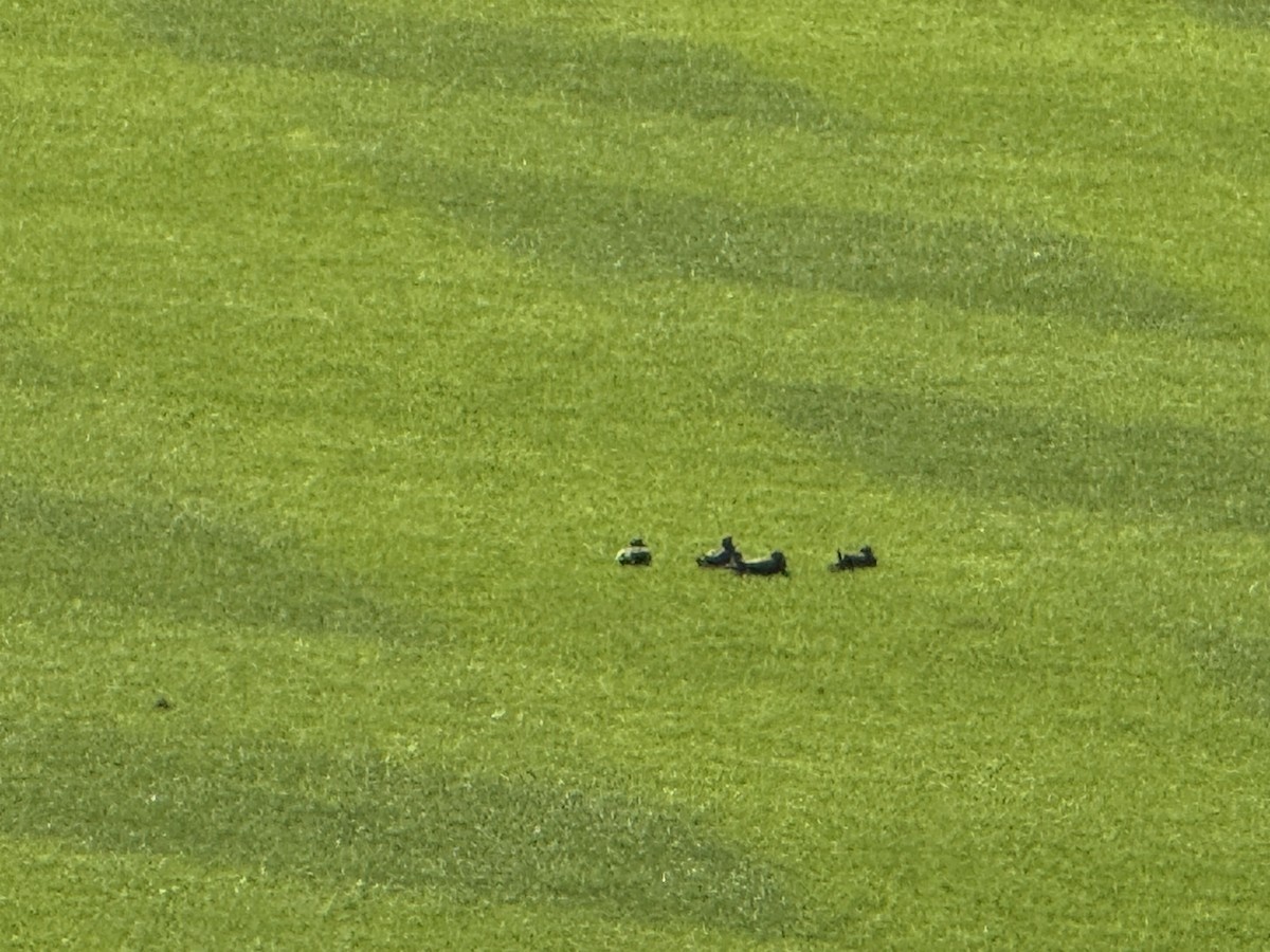 תורית אמריקנית - ML642081633