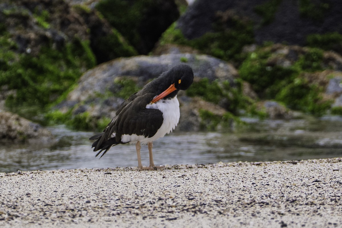 American Oystercatcher - ML642081635
