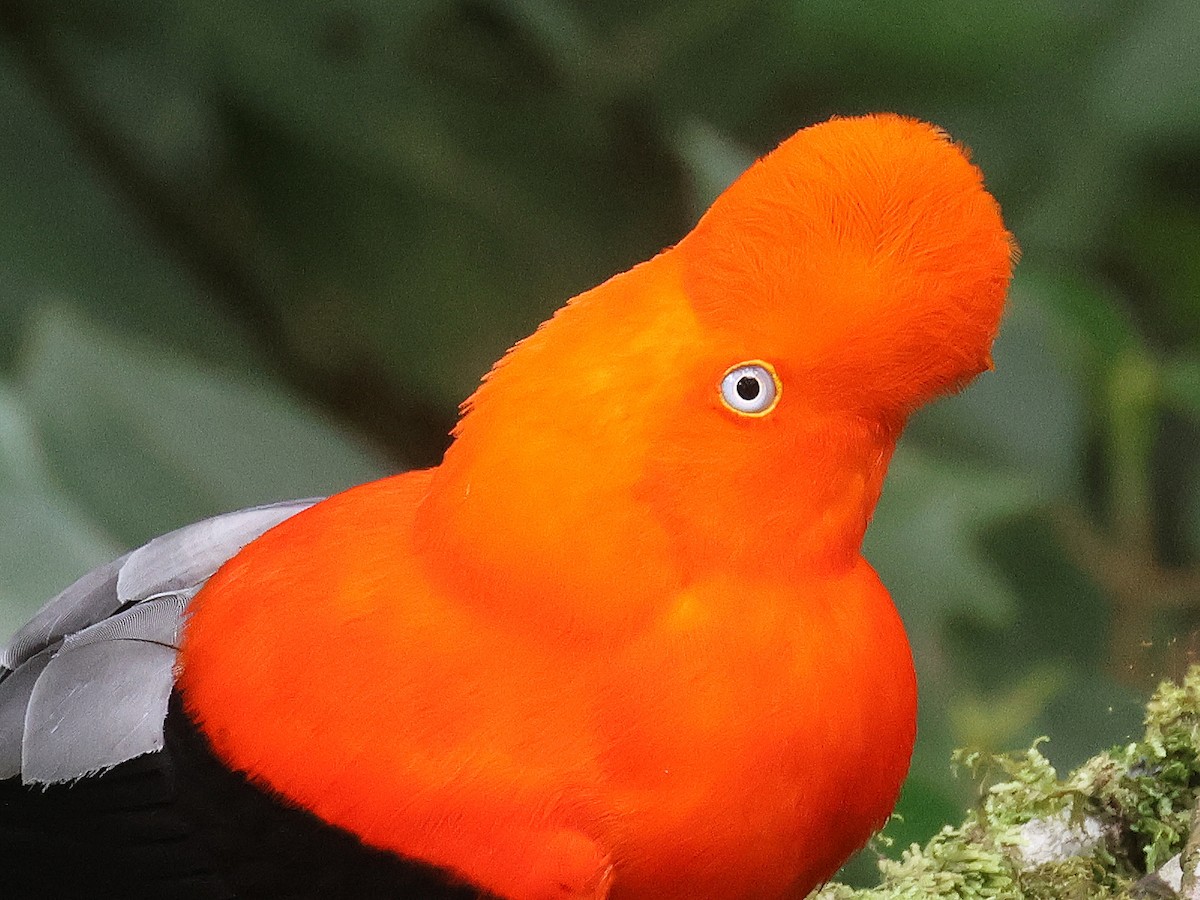 Andean Cock-of-the-rock - ML642081640