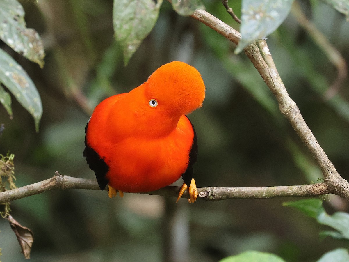 Andean Cock-of-the-rock - ML642081641