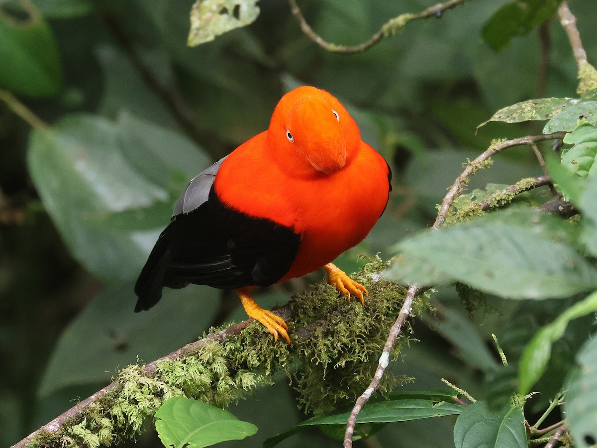 Andean Cock-of-the-rock - ML642081642