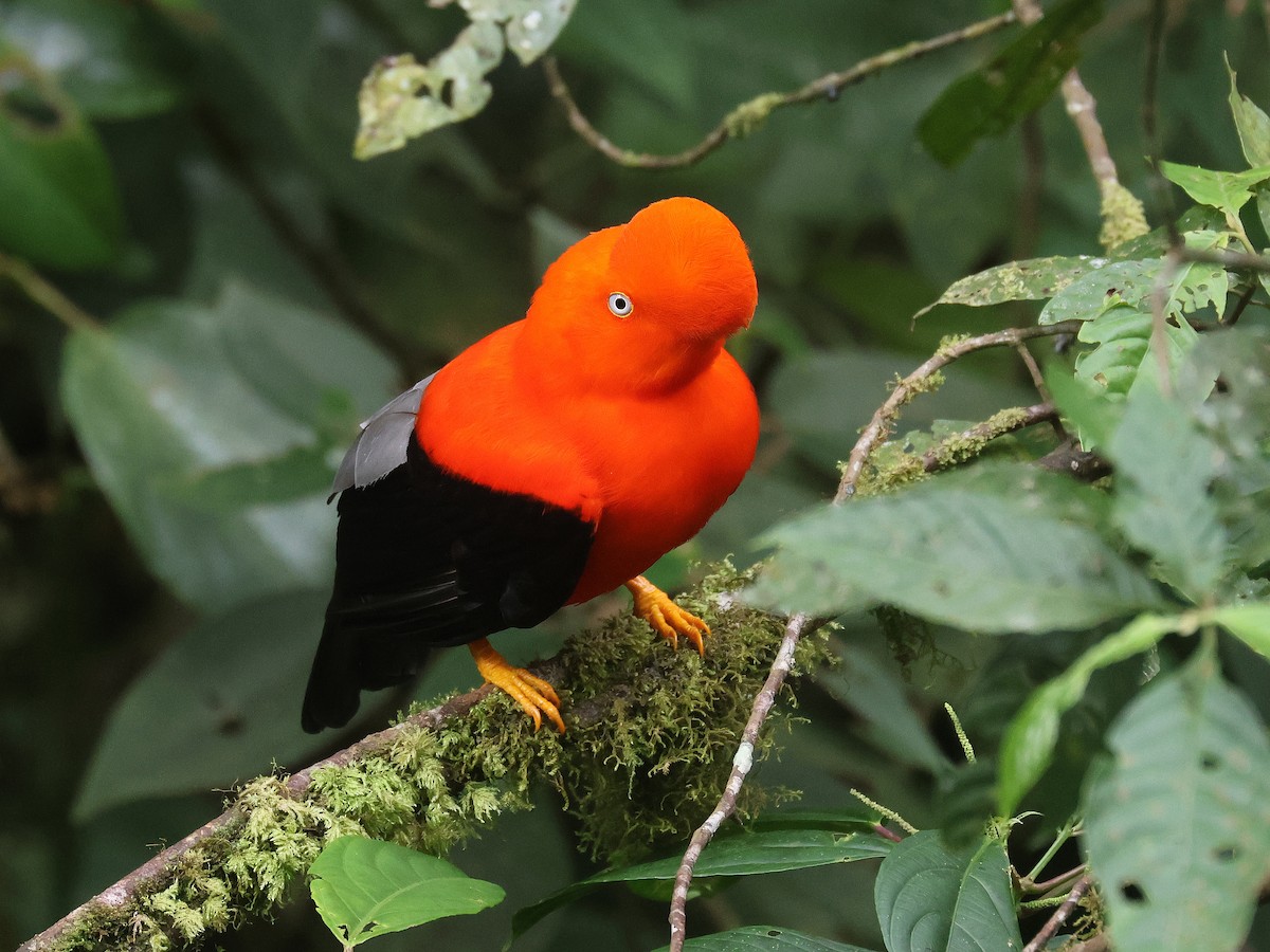 Andean Cock-of-the-rock - ML642081643
