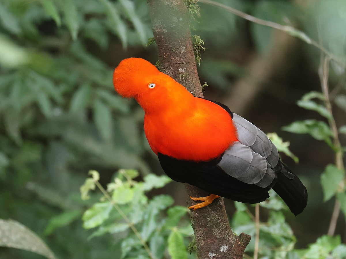 Andean Cock-of-the-rock - ML642081644