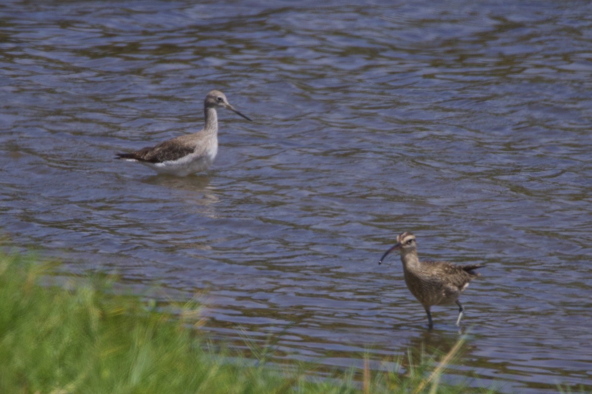 Greater Yellowlegs - ML642081648