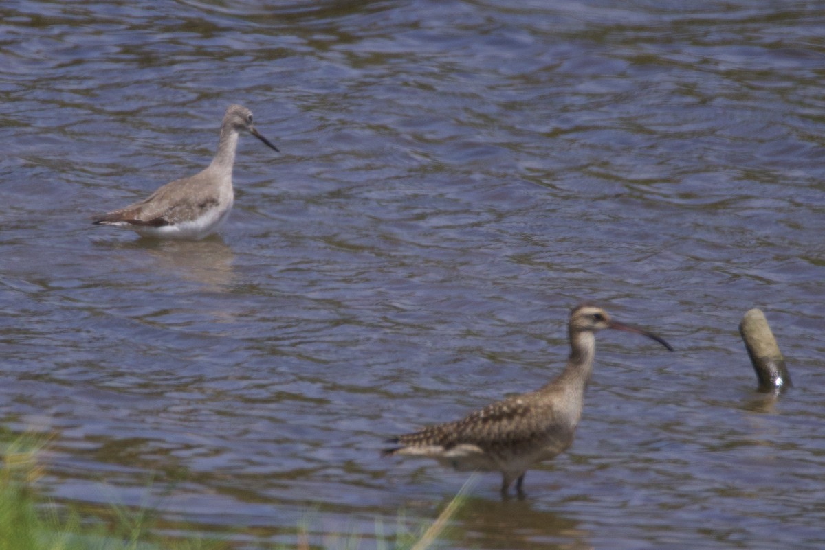 Greater Yellowlegs - ML642081651