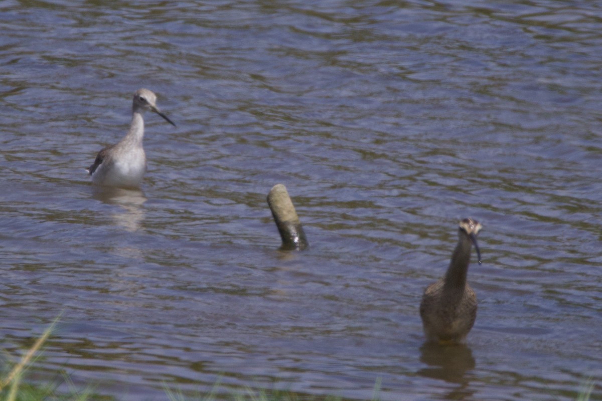 Greater Yellowlegs - ML642081653