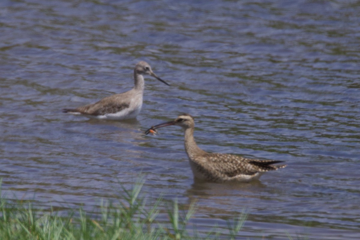 Greater Yellowlegs - ML642081657