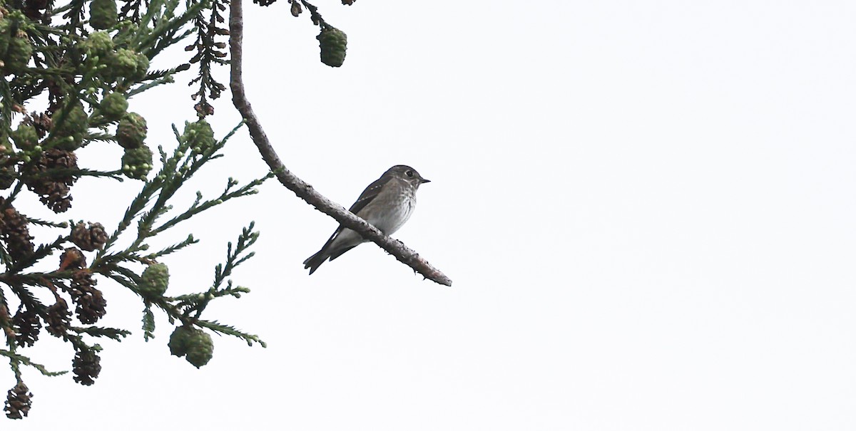 Dark-sided Flycatcher - ML642081659