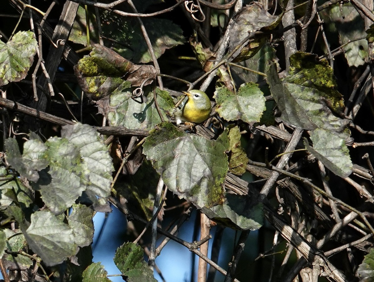 Northern Parula - ML642081663