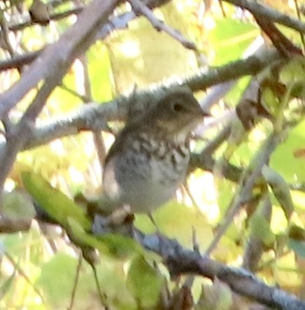Swainson's Thrush - ML642081664
