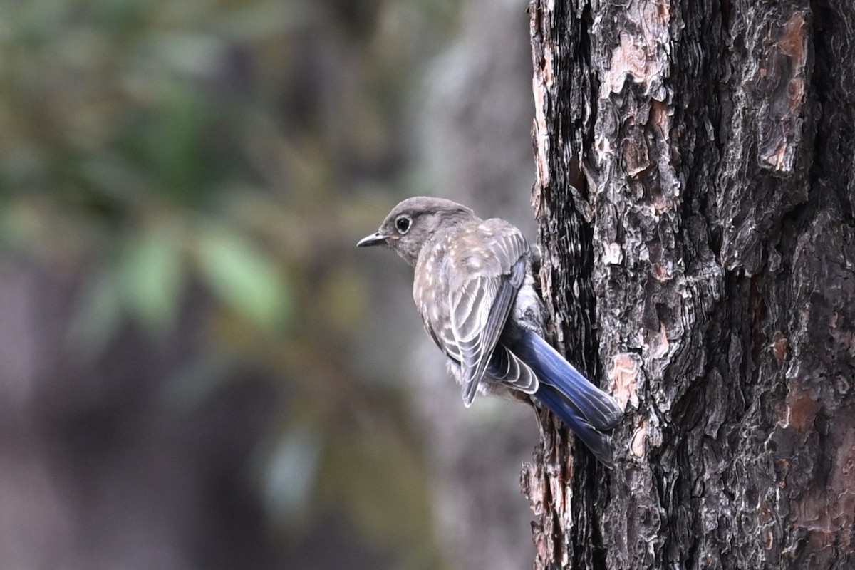 Western Bluebird - ML642081674