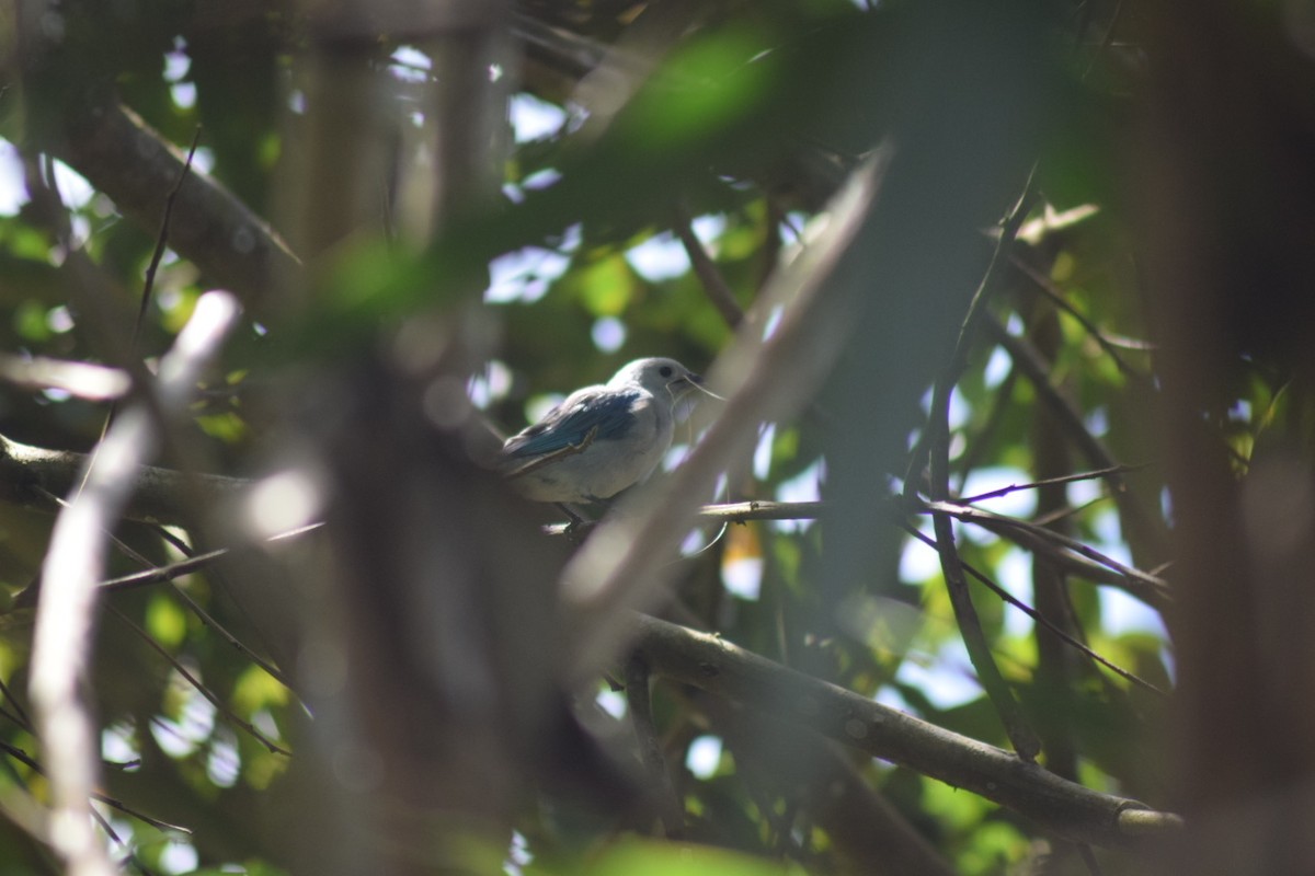 Blue-gray Tanager - ML642081685