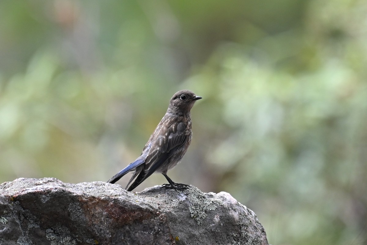 Western Bluebird - ML642081686
