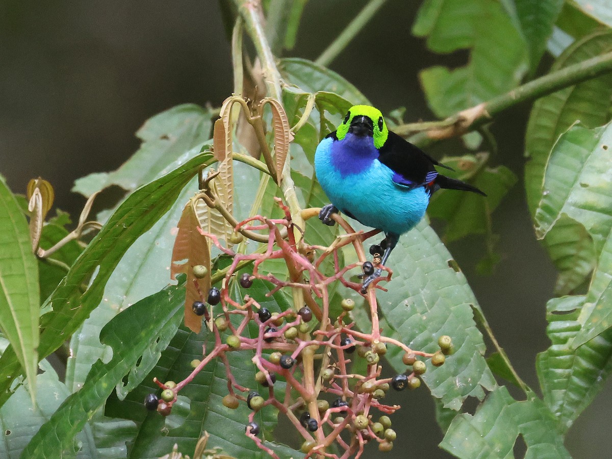 Paradise Tanager - ML642081689