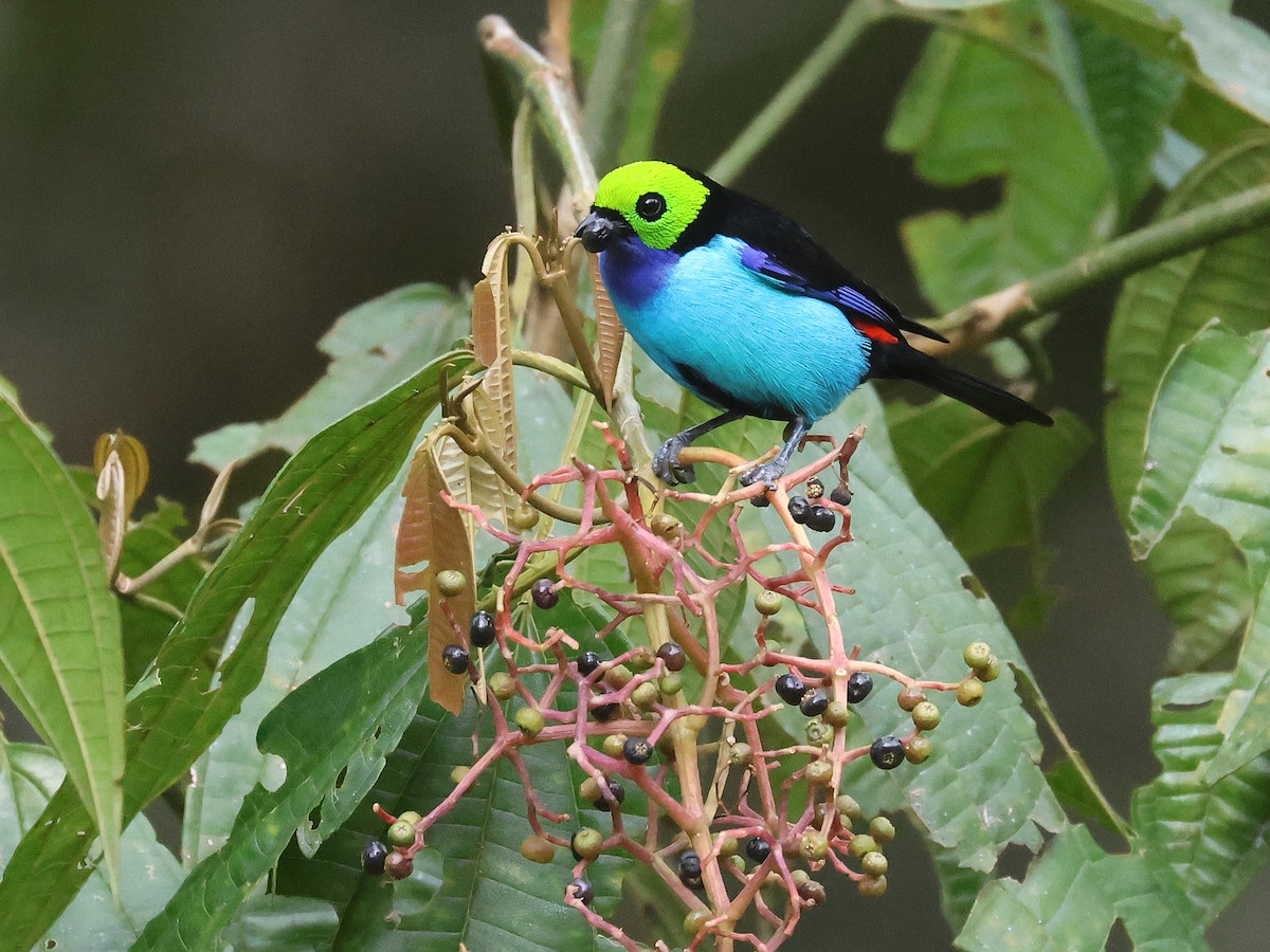 Paradise Tanager - ML642081690