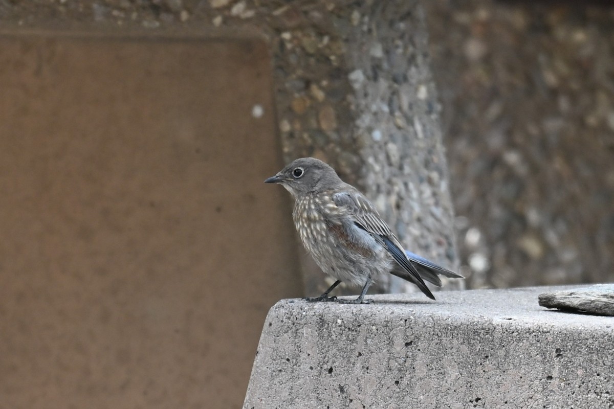 Western Bluebird - ML642081692