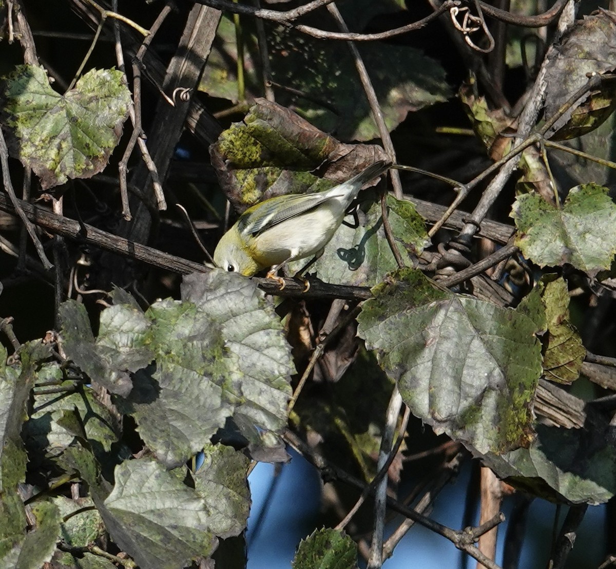 Northern Parula - ML642081697