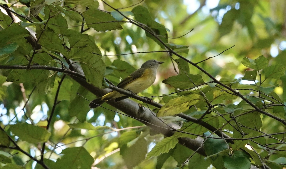 Paruline flamboyante - ML642081718