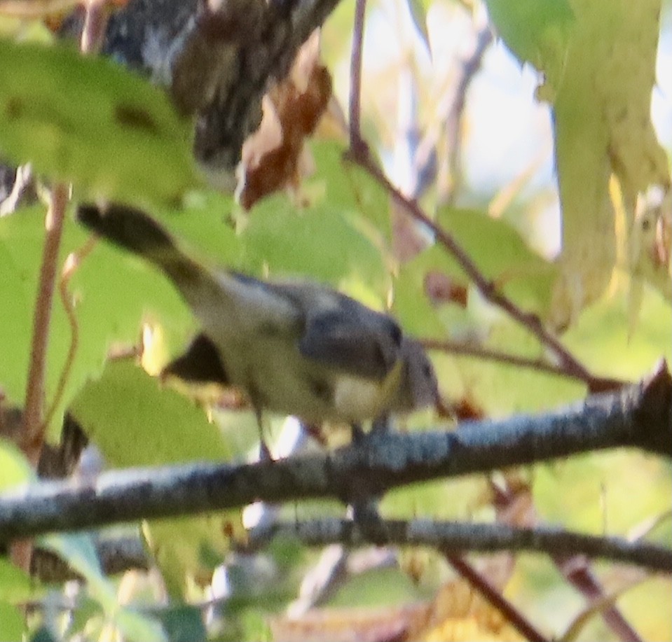 American Redstart - ML642081720