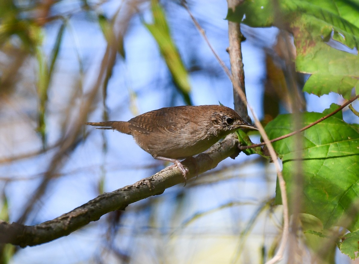 Northern House Wren - ML642081748