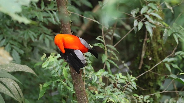 Andean Cock-of-the-rock - ML642081761