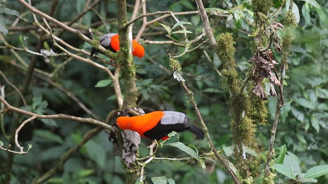 Andean Cock-of-the-rock - ML642081770