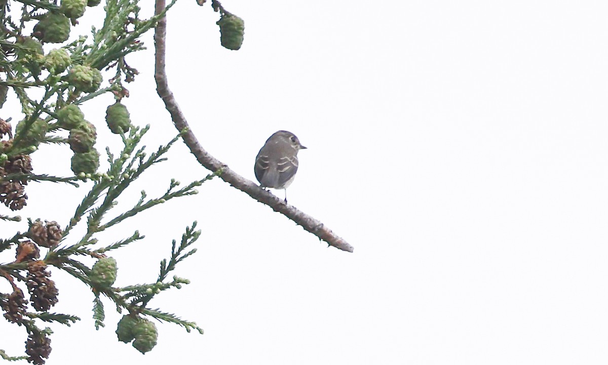 Dark-sided Flycatcher - ML642081785