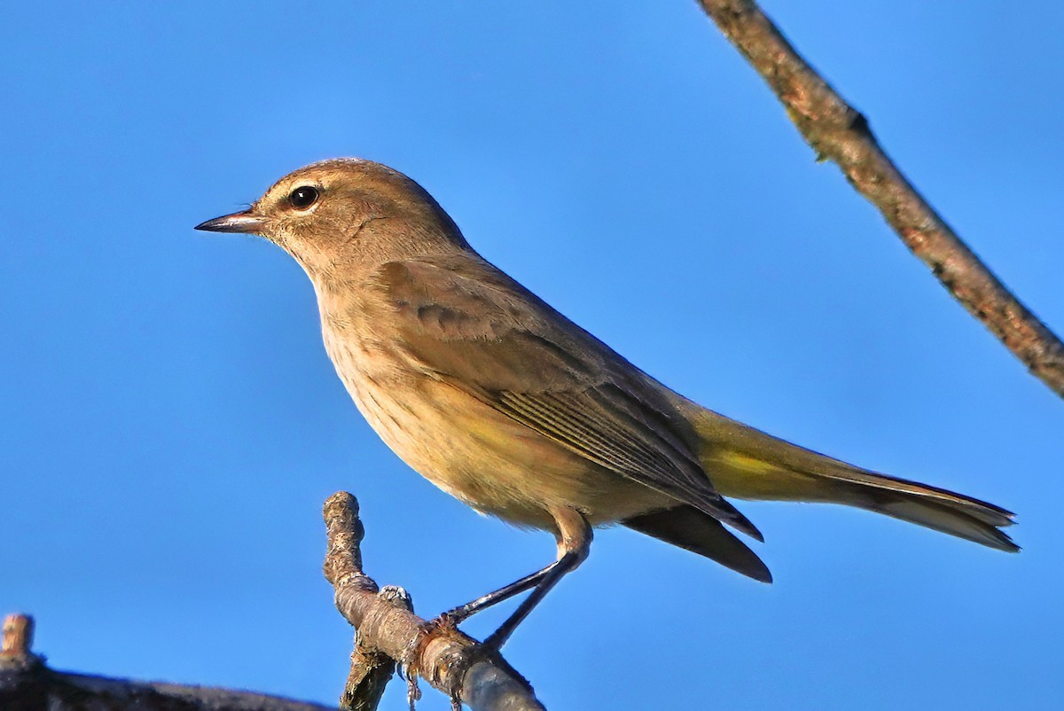 Palm Warbler - ML642081794