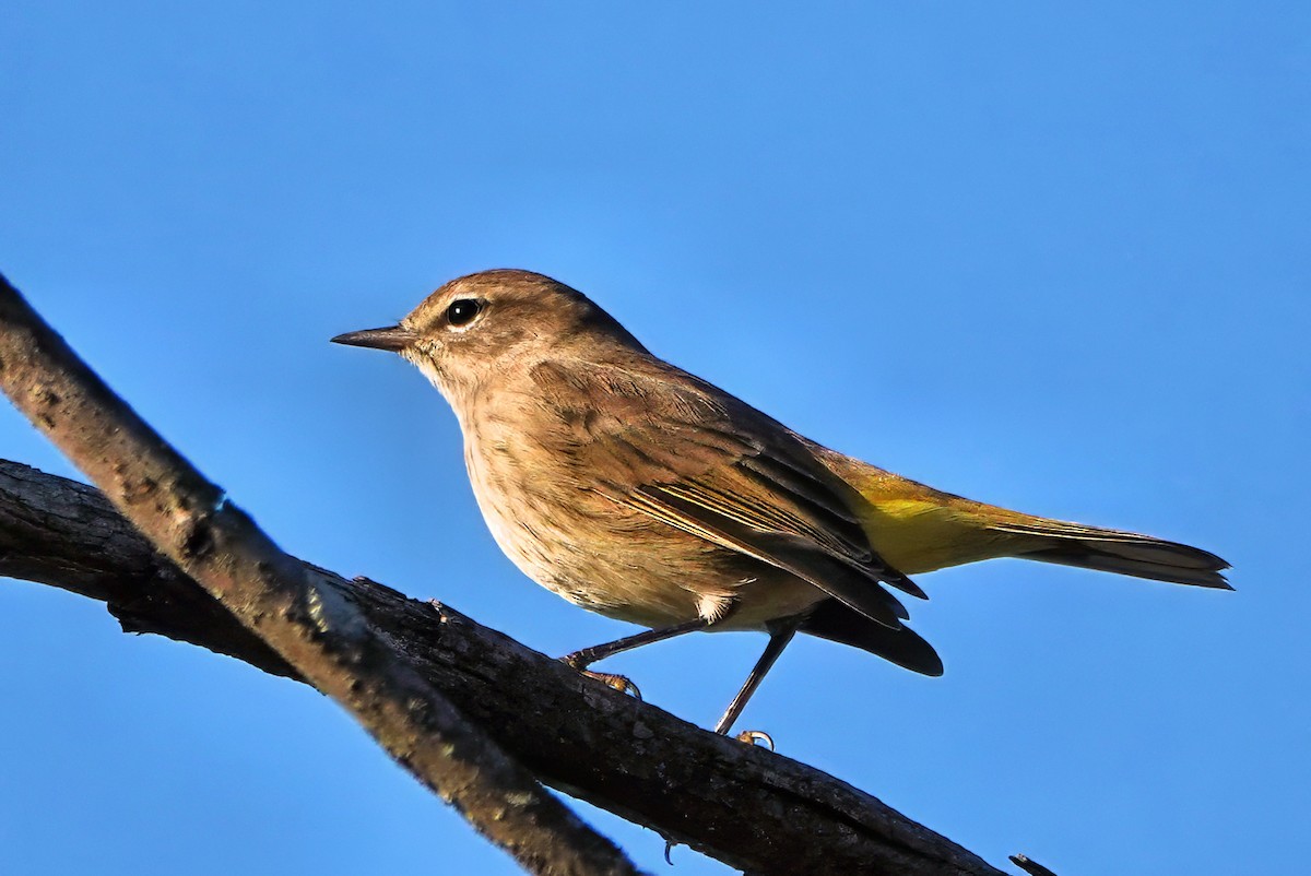 Palm Warbler - ML642081795