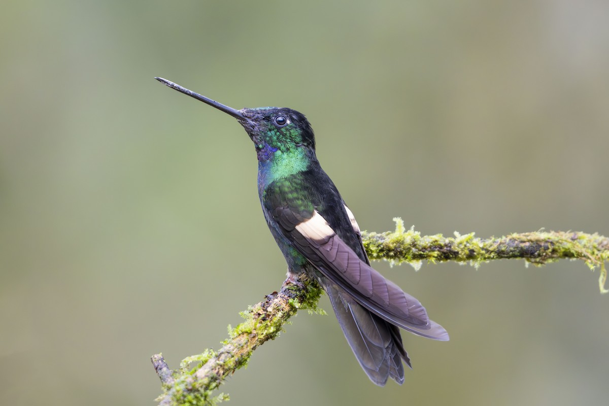Buff-winged Starfrontlet - ML642081803