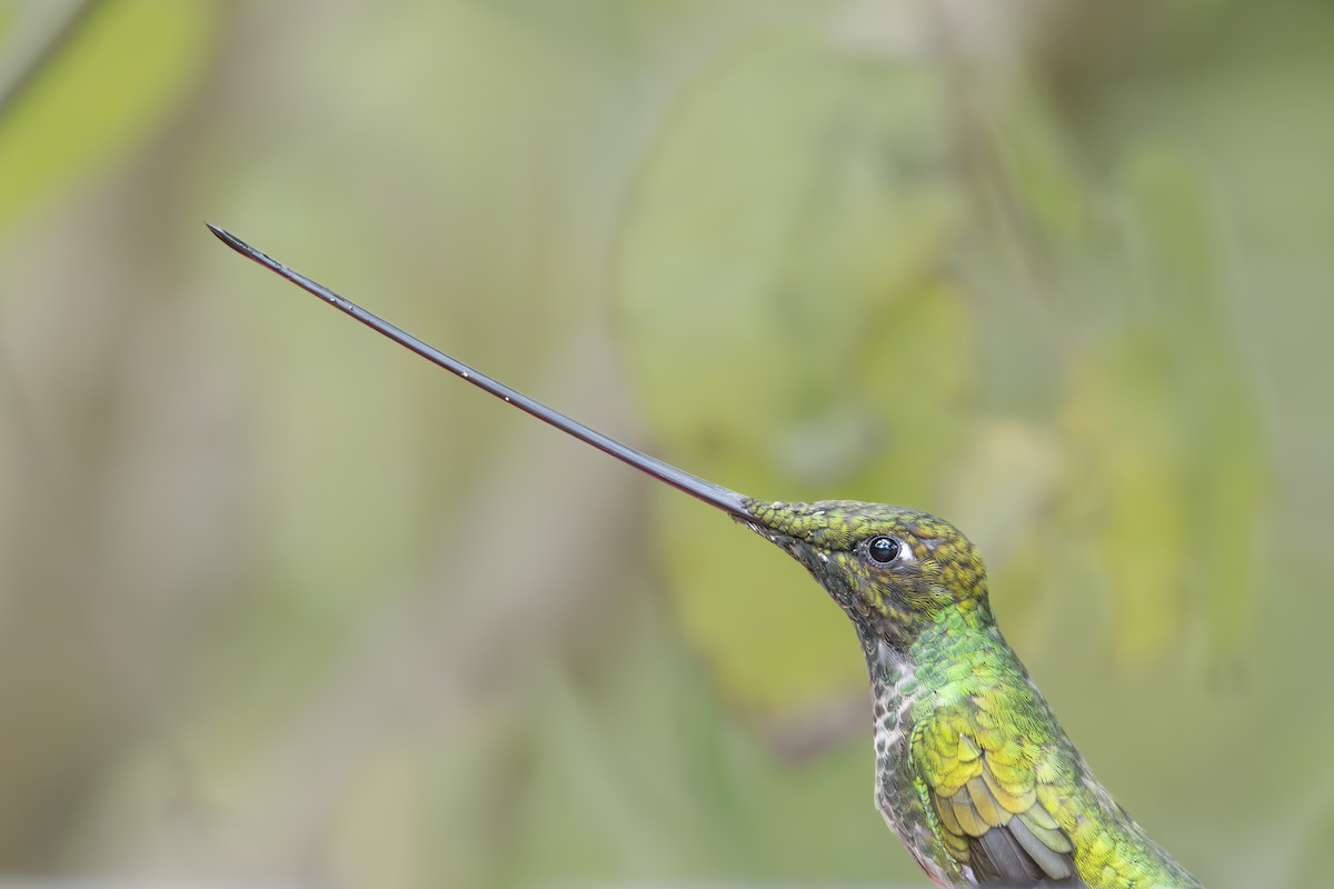 Sword-billed Hummingbird - ML642081812