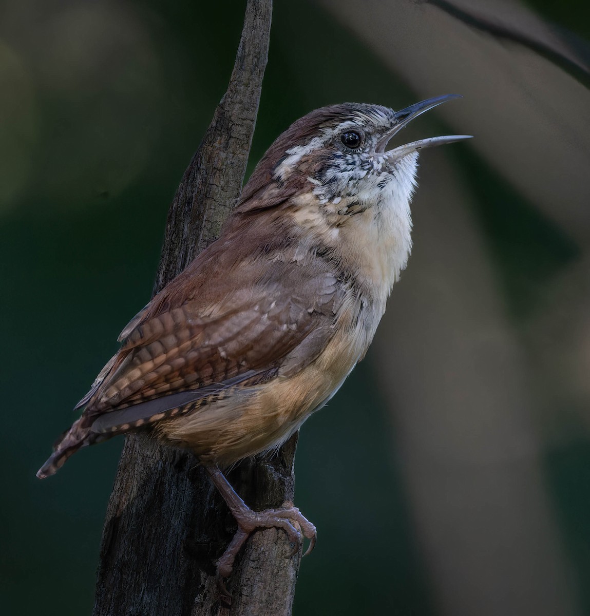 Carolina Wren - ML642081819