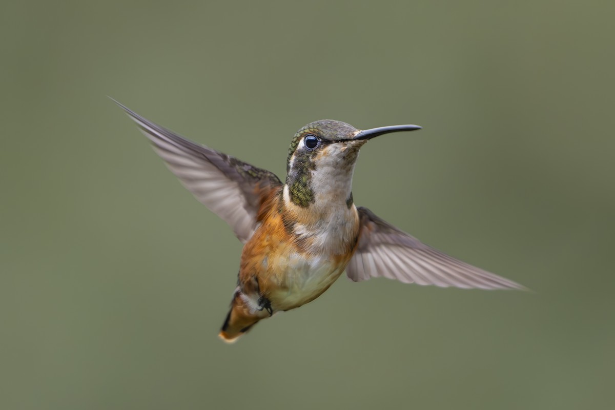 White-bellied Woodstar - ML642081822
