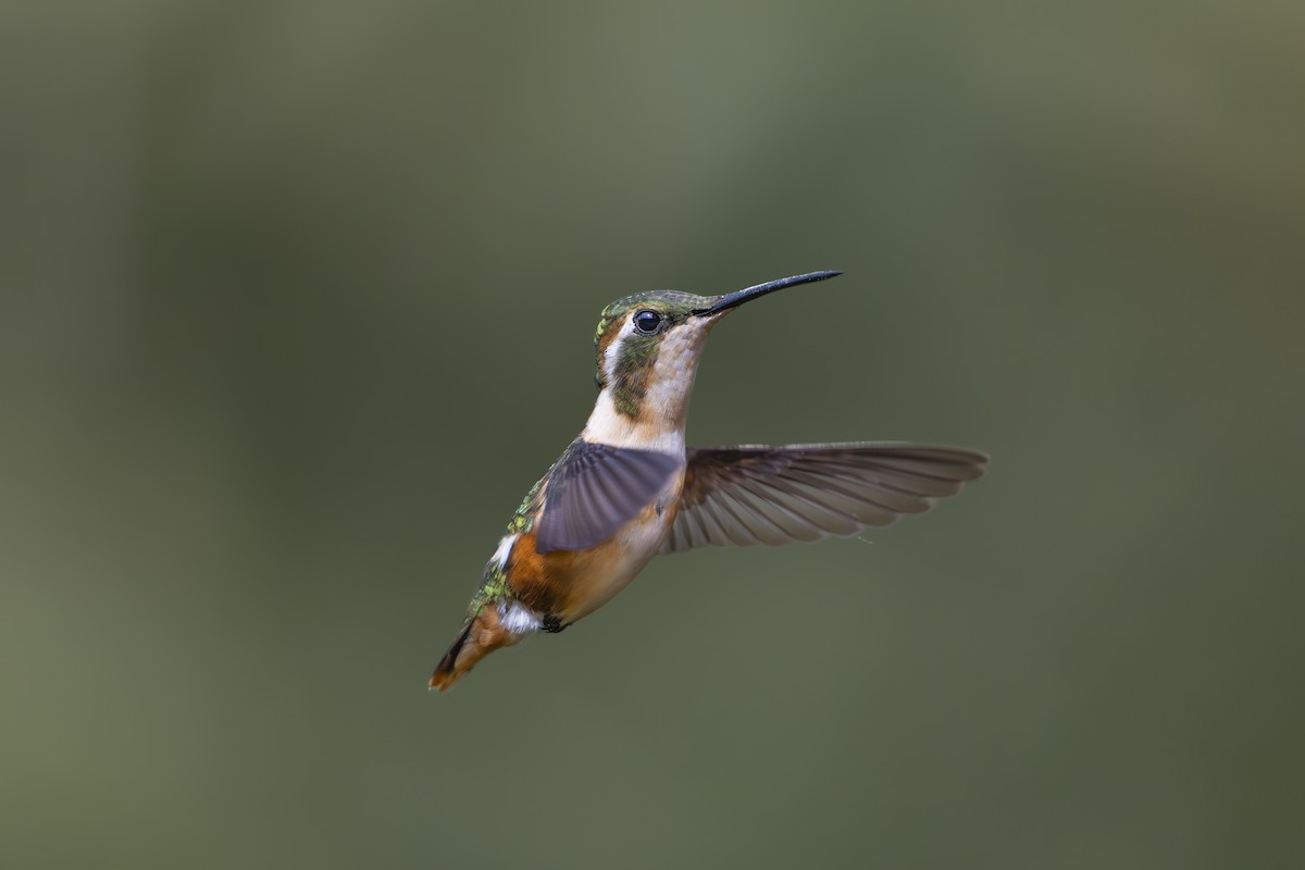 White-bellied Woodstar - ML642081825