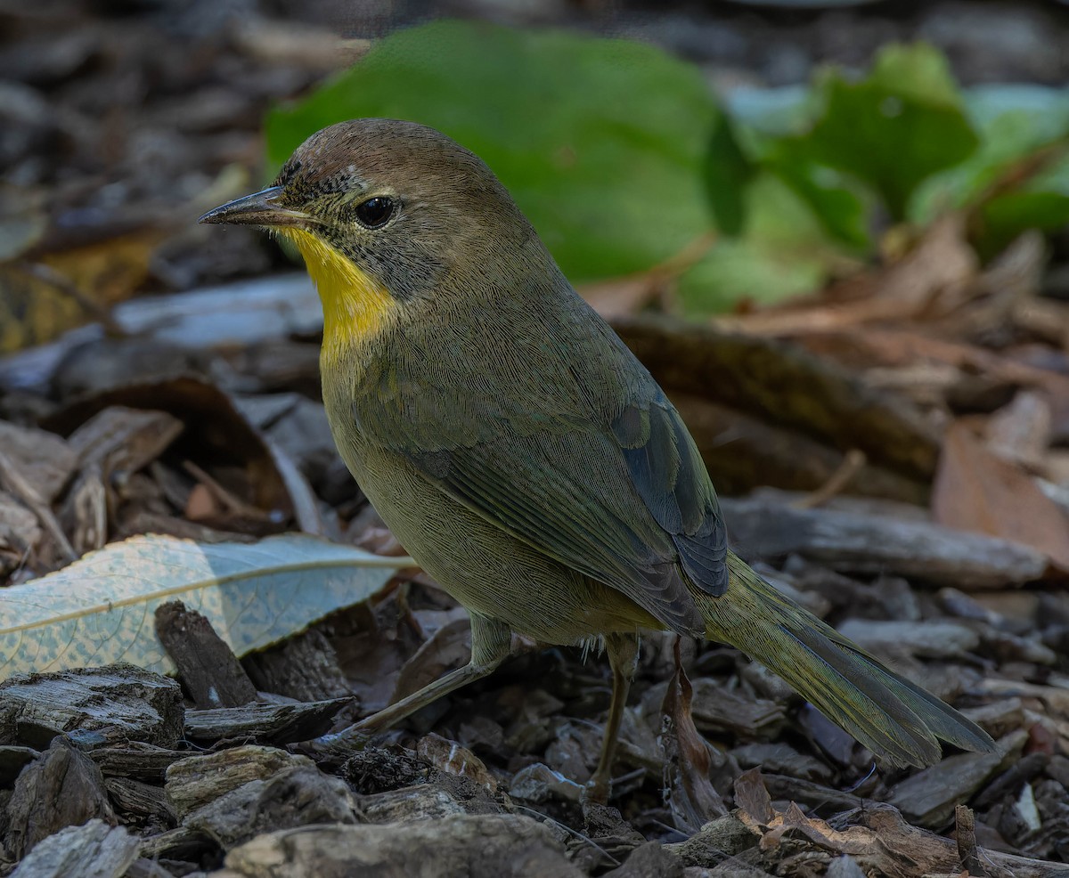 Common Yellowthroat - ML642081826
