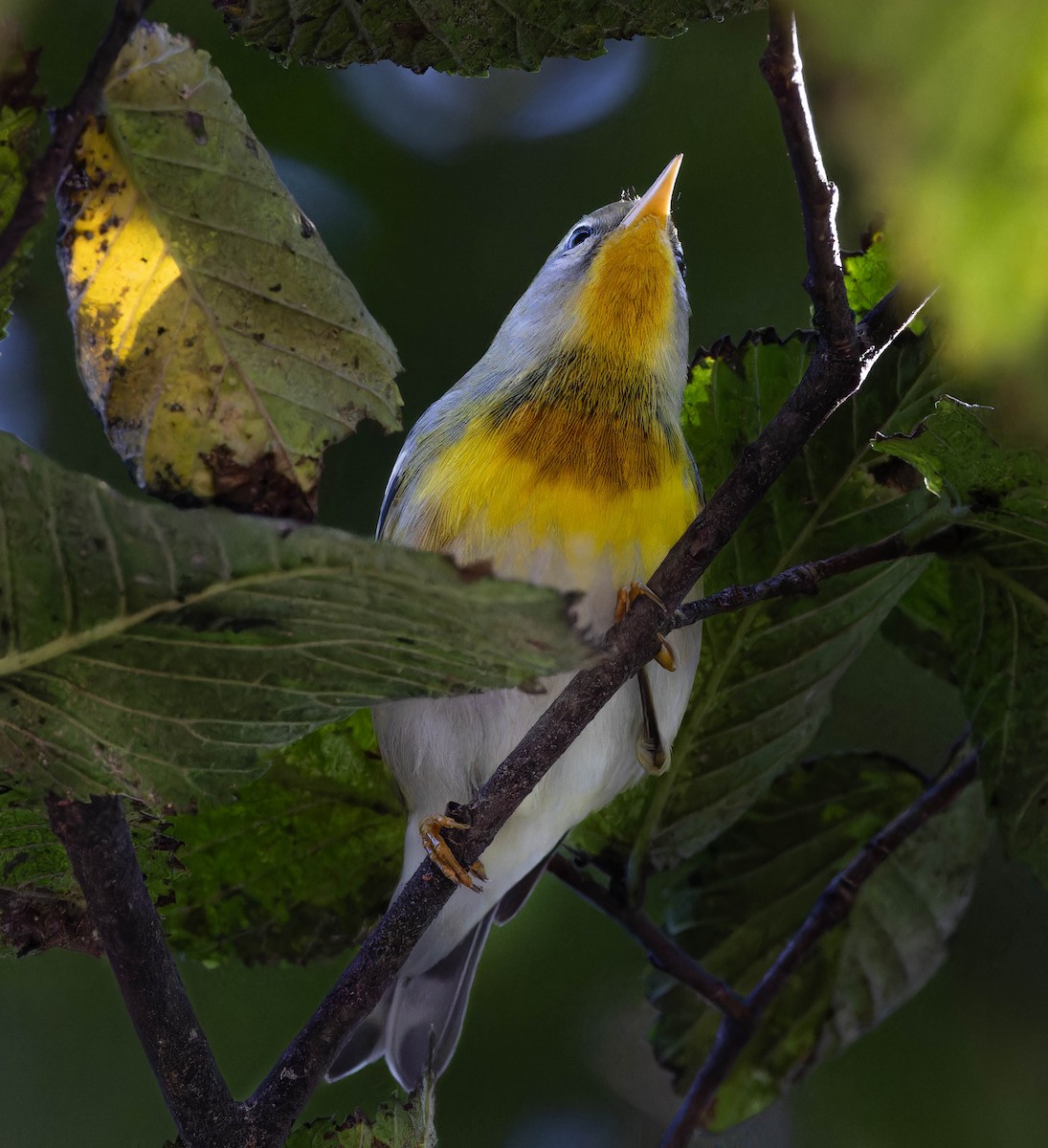 Northern Parula - ML642081831