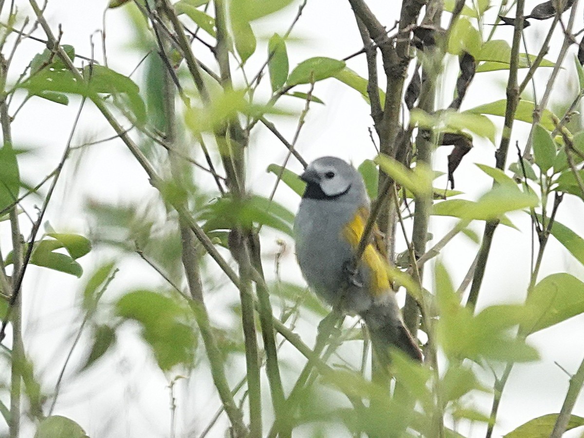 Gray-headed Oliveback - ML642081856