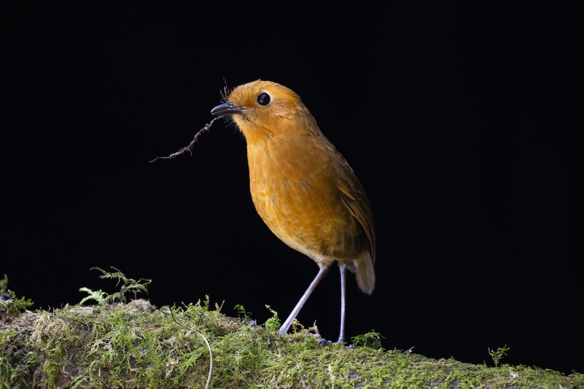 Equatorial Antpitta - ML642081864