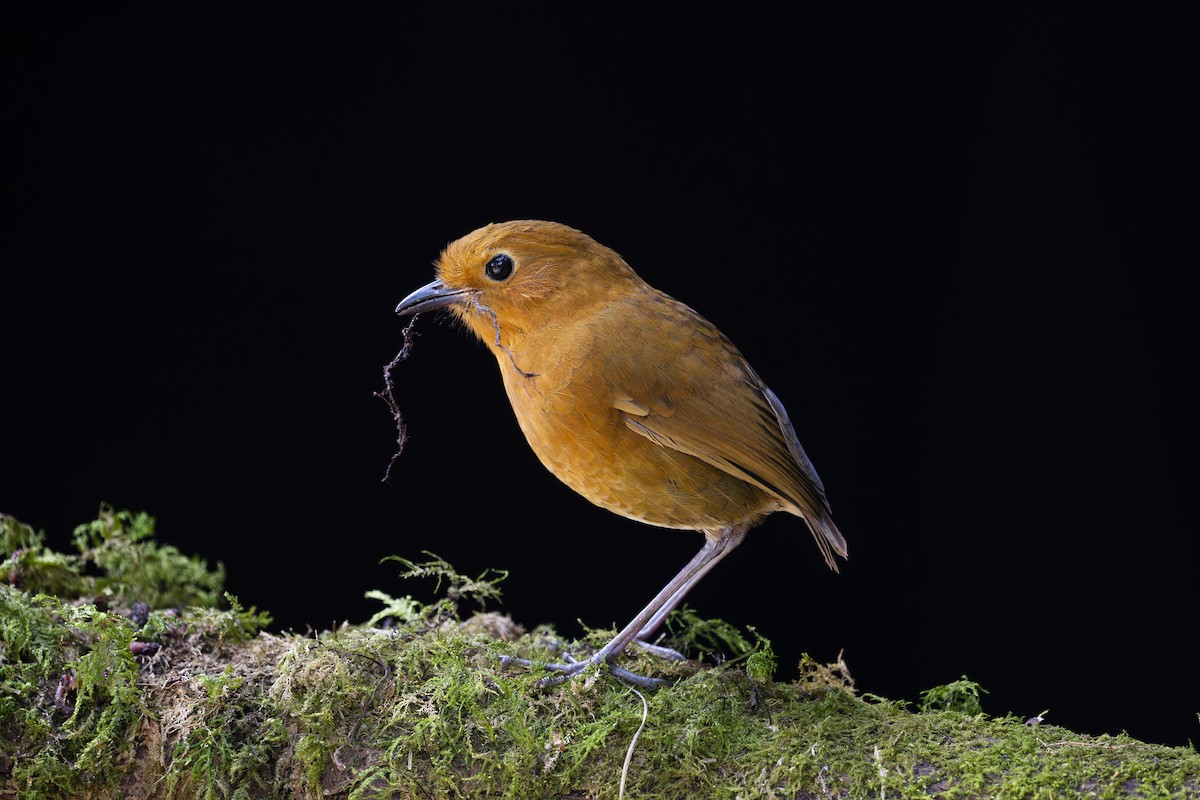 Equatorial Antpitta - ML642081865