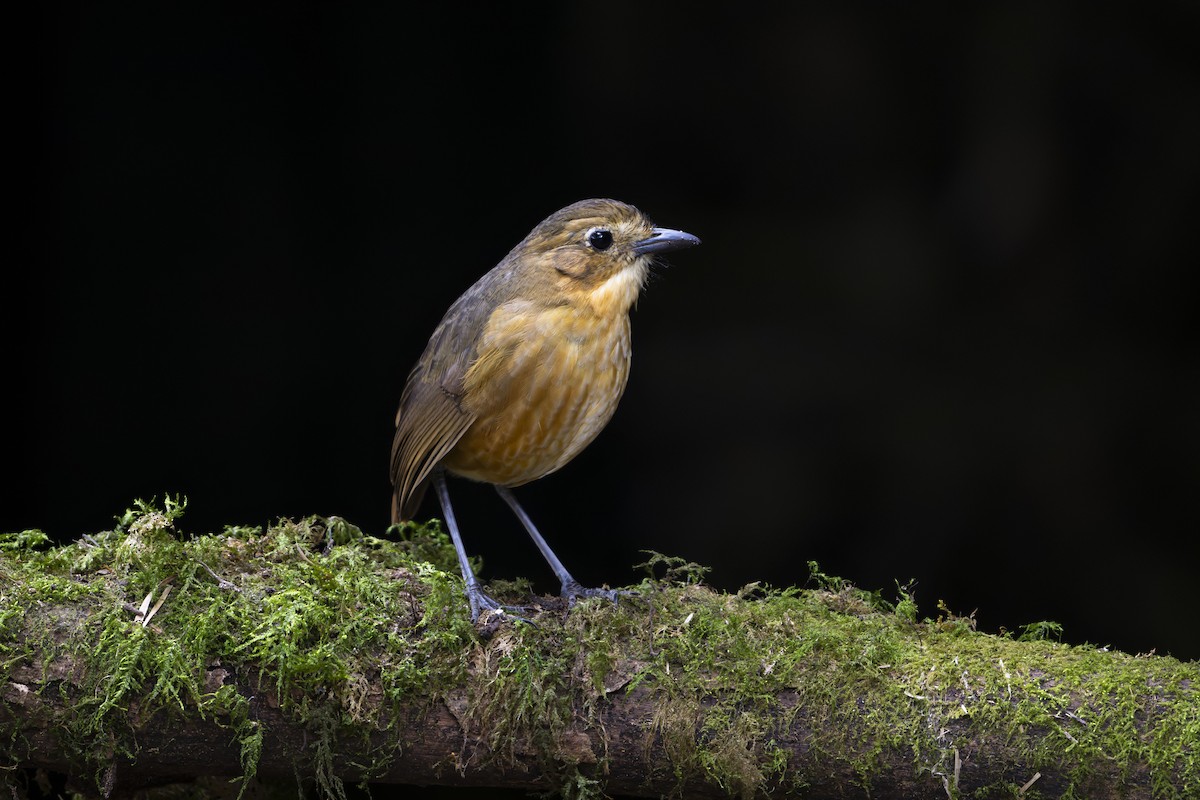 Tawny Antpitta - ML642081869